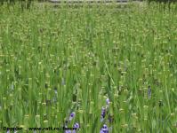 Imagine atasata: Reabilitare centru - 2016.04.30 - 07.jpg